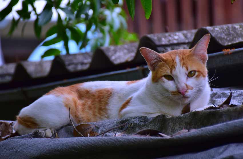 Orange and White Cat