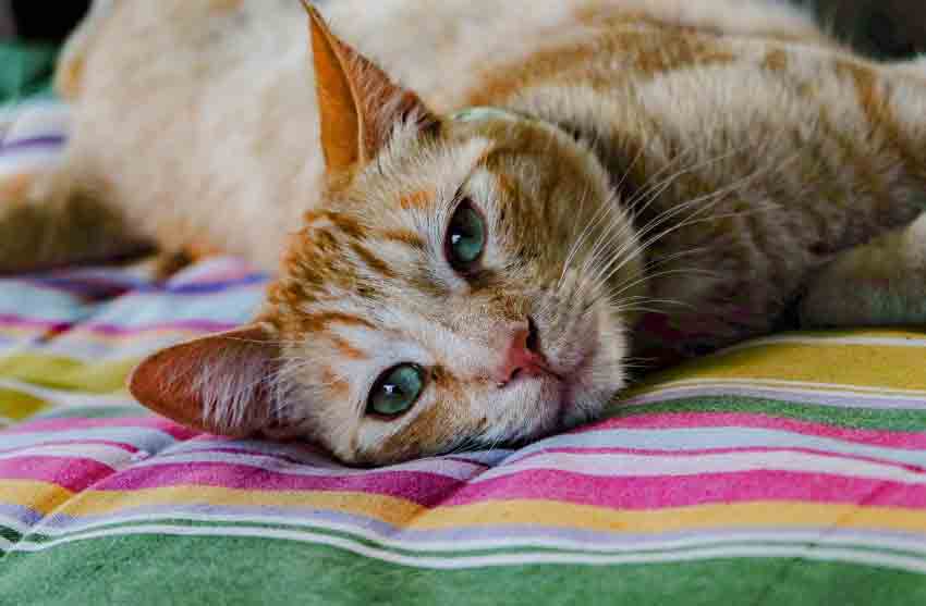 Orange and White Cat