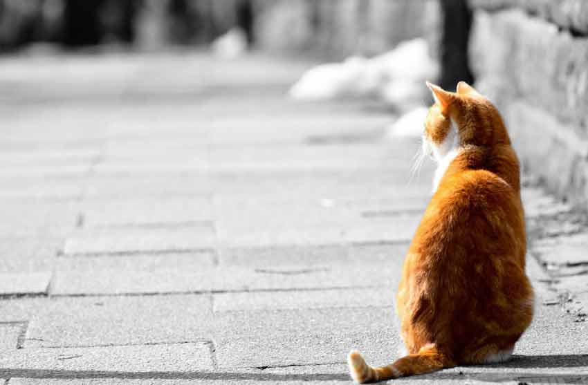 Orange and White Cat