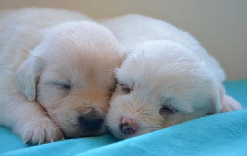 Golden Retrievers Puppies