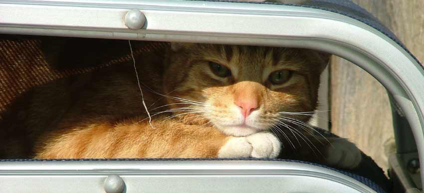 Orange and White Cat