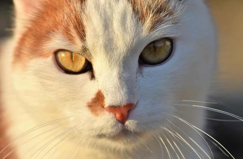 Orange and White Cat