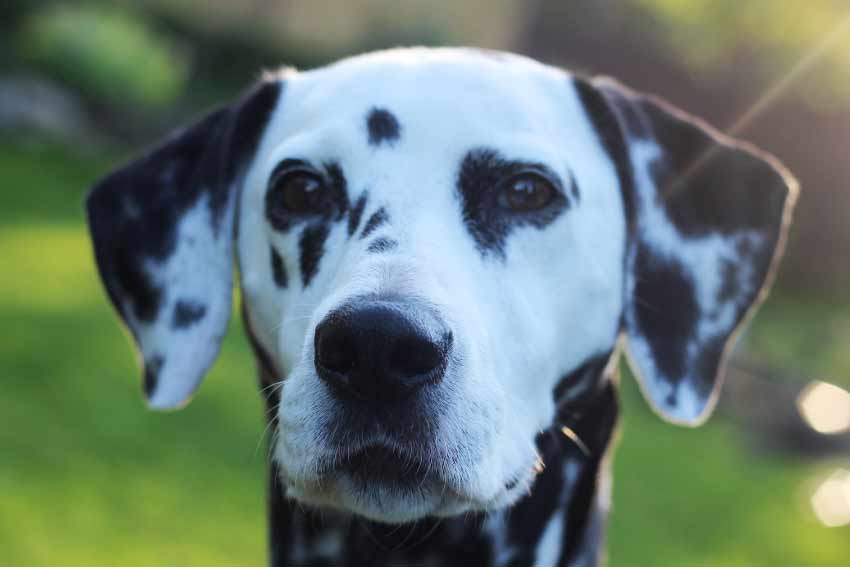 Black and White Dog Breeds