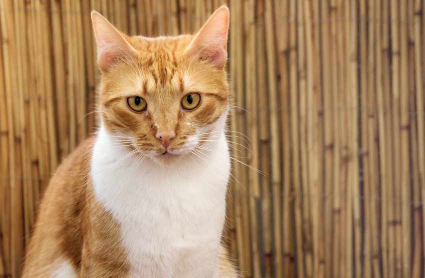 Orange and White Cat