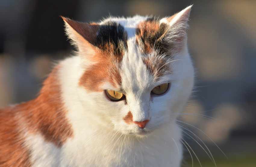 Orange and White Cat
