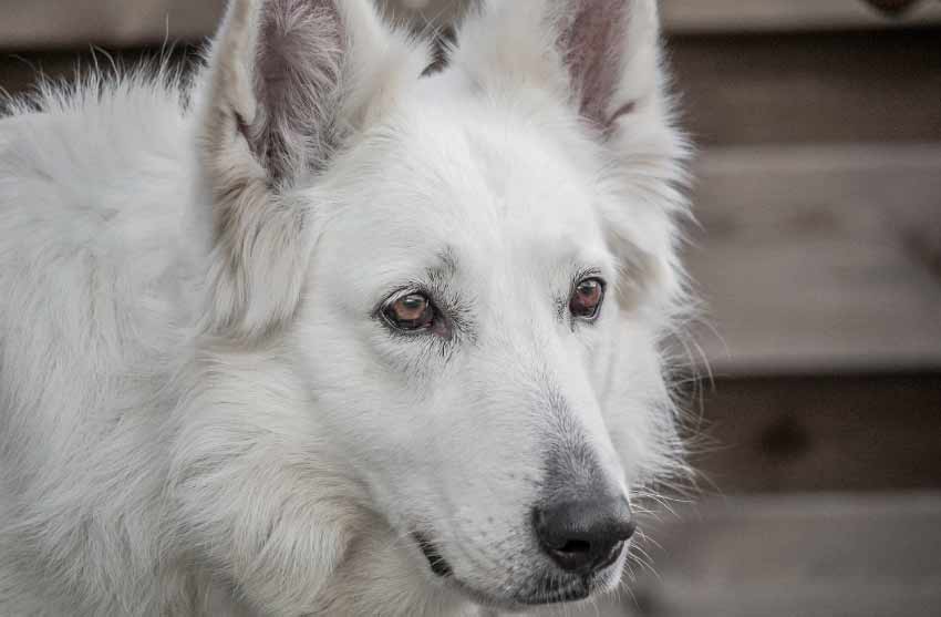 White German Shepherd Dog