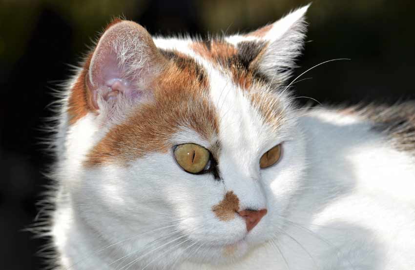 Orange and White Cat Breed 