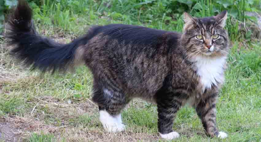 Norwegian forest cat