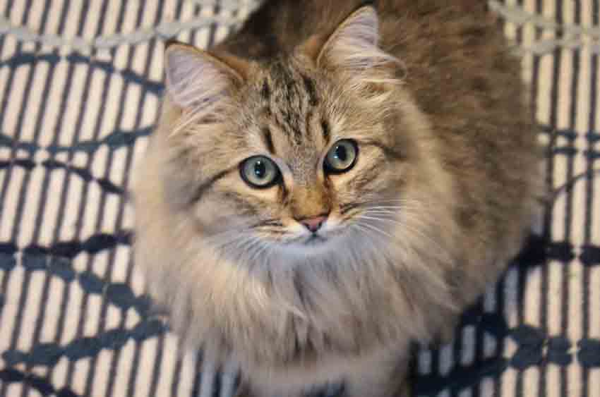 Norwegian forest cat