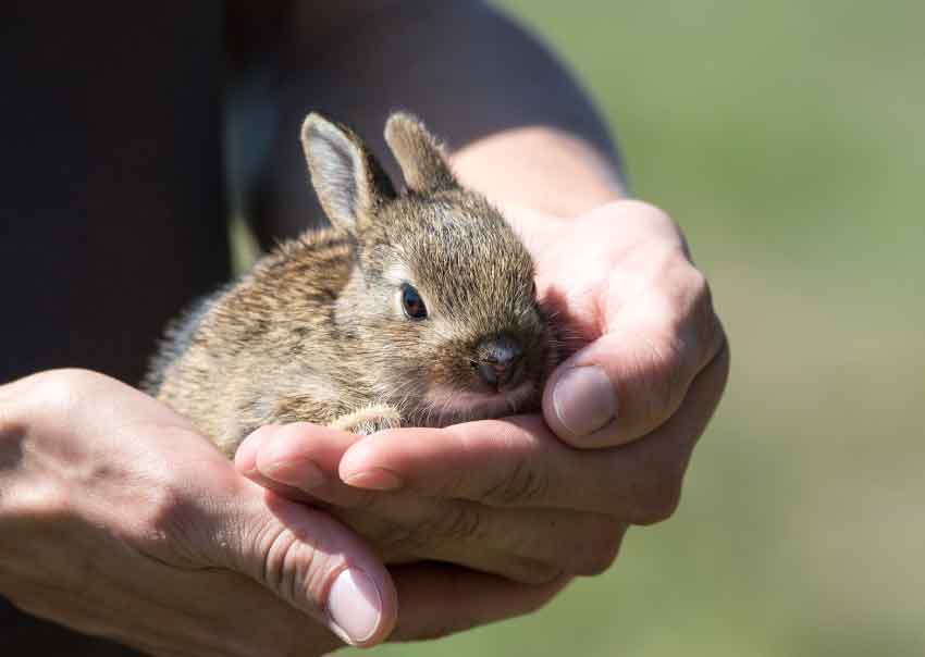 Cuddly Exotic Pets