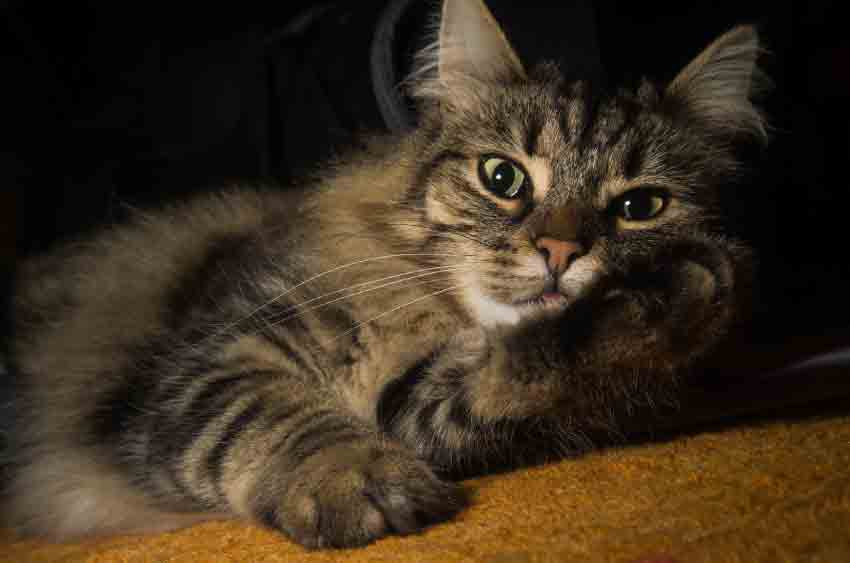 Norwegian forest cat