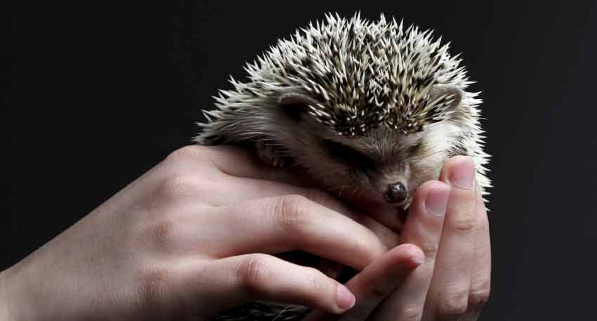 Hedgehogs