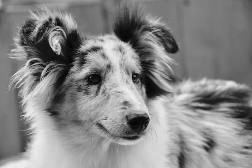 Black and White Dog Breeds