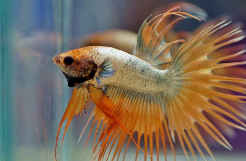 How Long do Betta Fish Live Without Food in the wild?