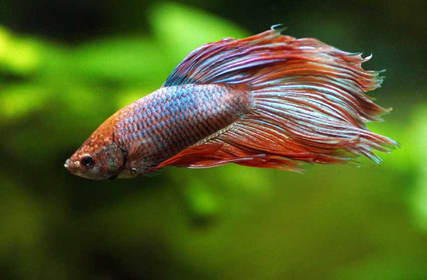 Betta Fish