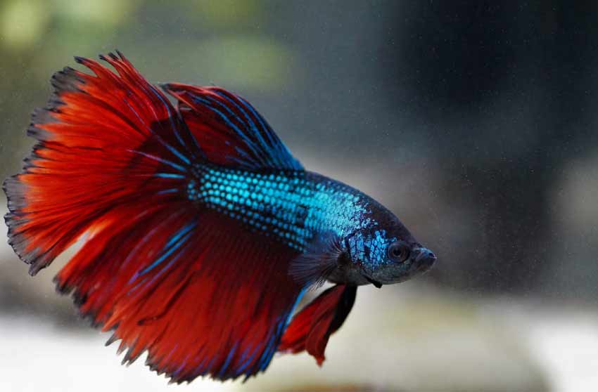 Betta Fish