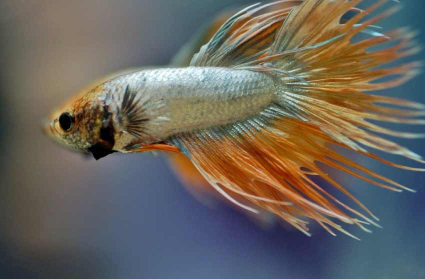 Betta Fish