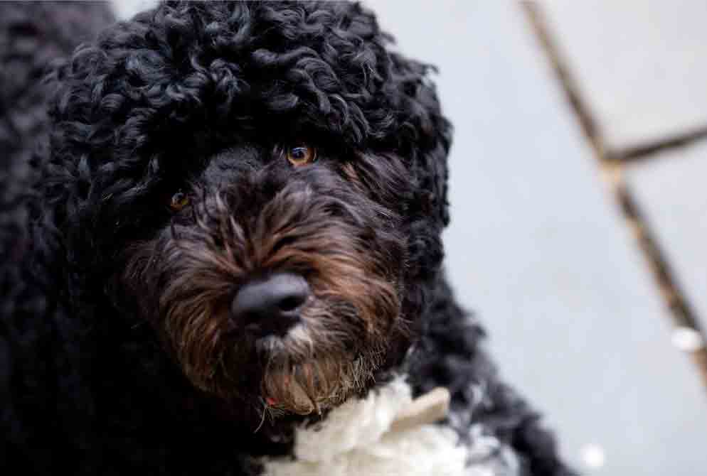 Portuguese Water Dog 