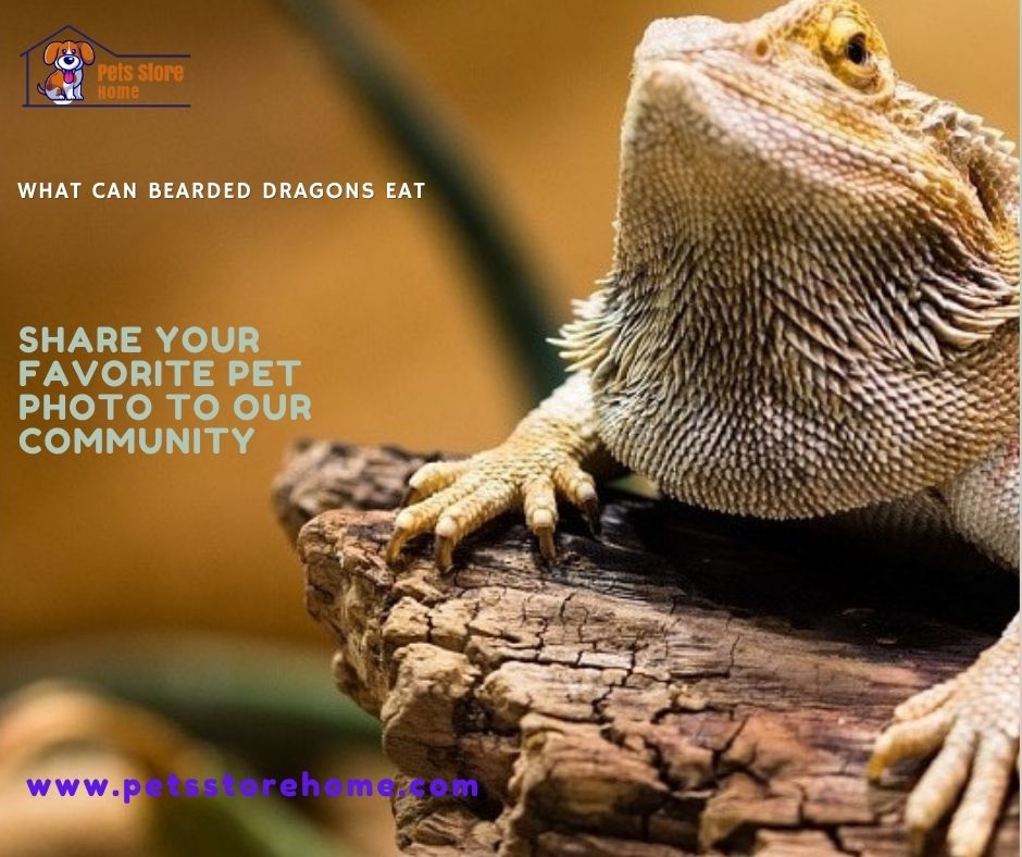 can bearded dragons eat