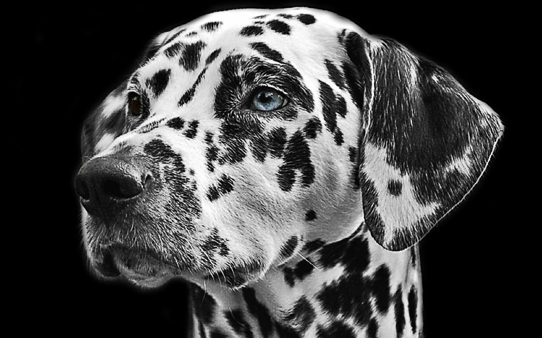 Black and White Dog Breeds Medium