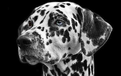 Black and White Dog Breeds Medium Big and Short Hair