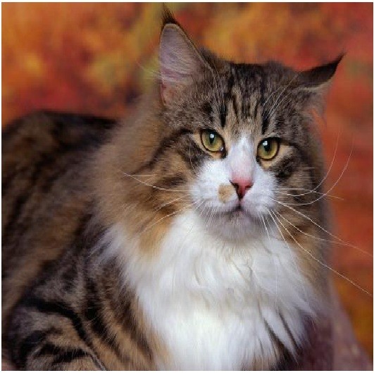 Norwegian forest cat