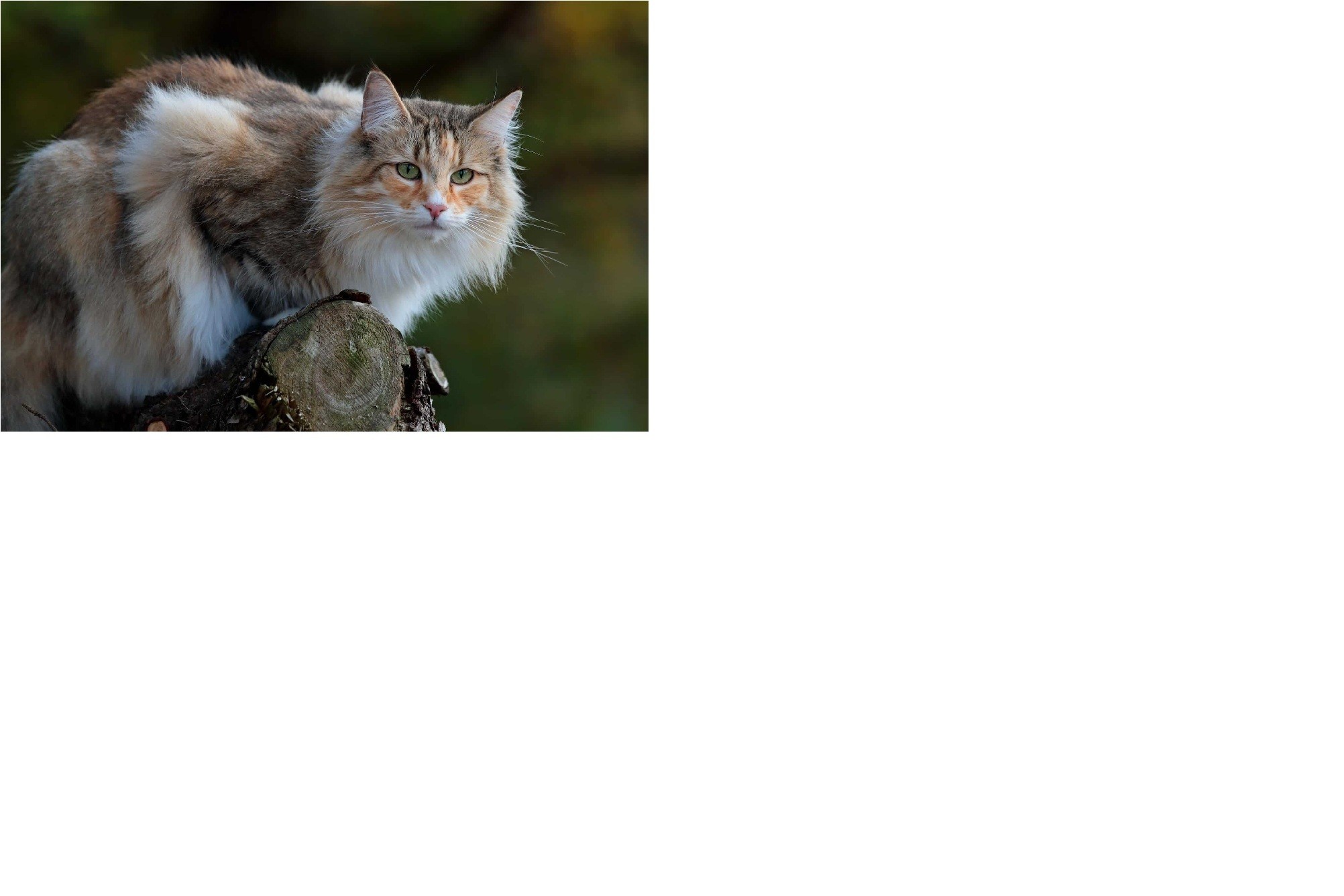 Norwegian forest cat