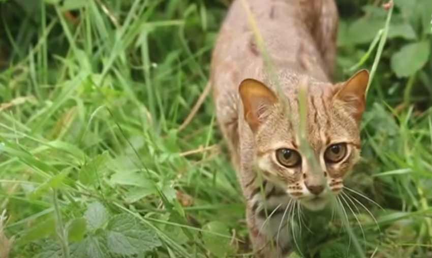 Rusty Spotted Cat 