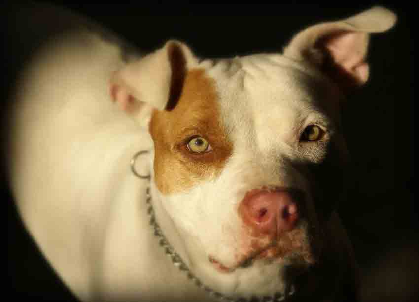 white pitbull puppies