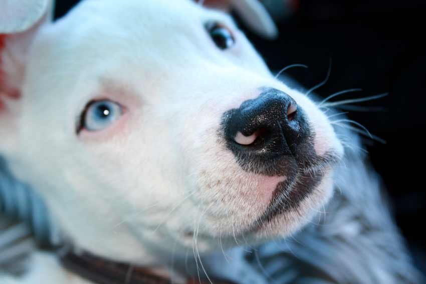 White Pitbull Puppies