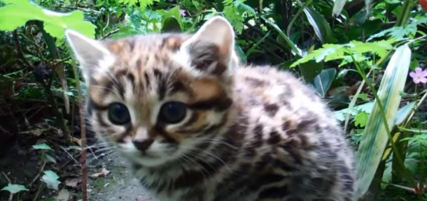 Rusty Spotted Cat 