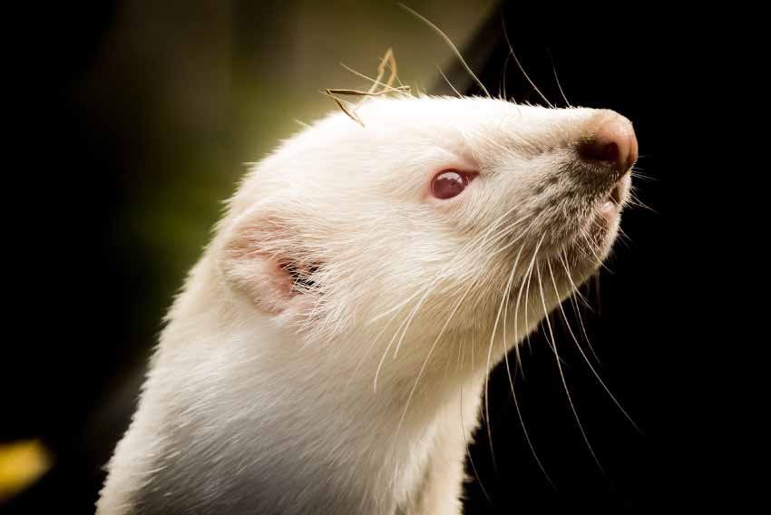 Ferret