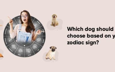 As a Dog Owners Which Dog Should you Choose Based on Your Zodiac Sign?