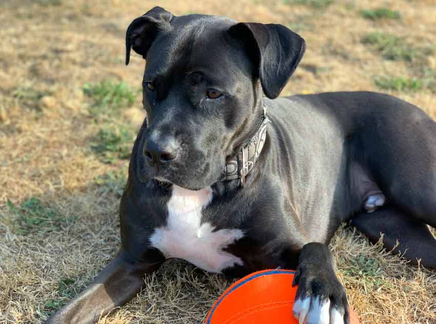 Panther Black Pitbull