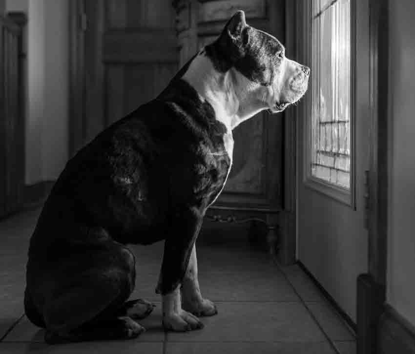 Black and White Pitbull Terrier