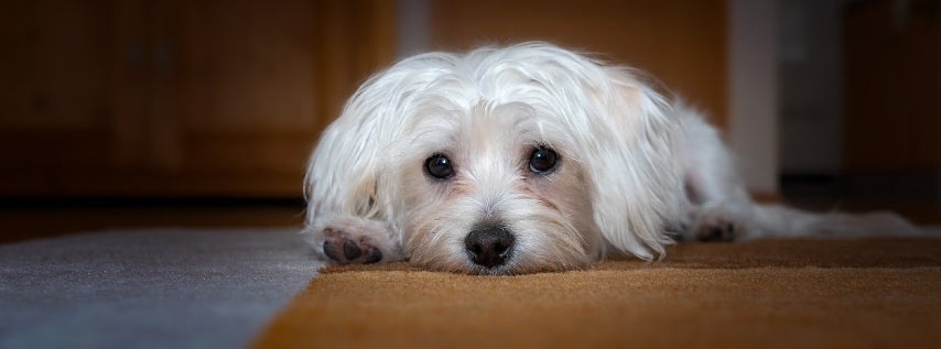 Maltese Dog