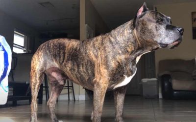 Tiger Stripe Brindle Pitbull Mix | Light | Red Blue | Reverse Puppy