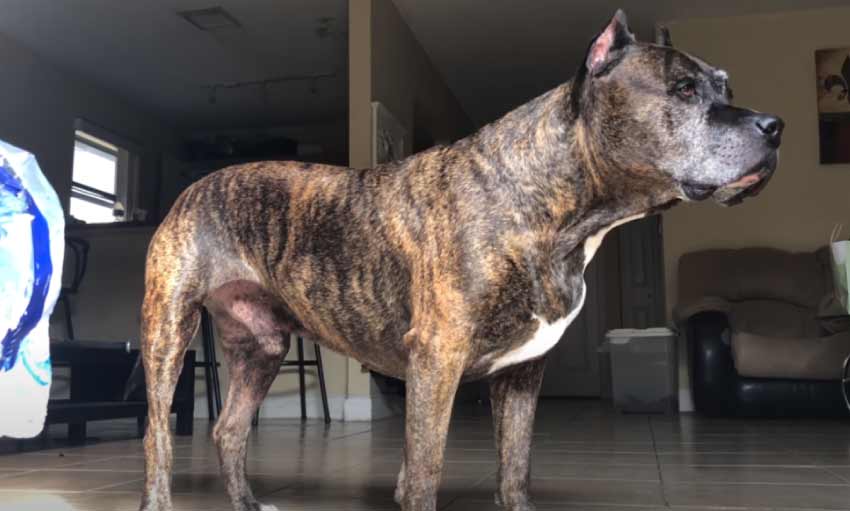 Tiger stripe brindle pitbull