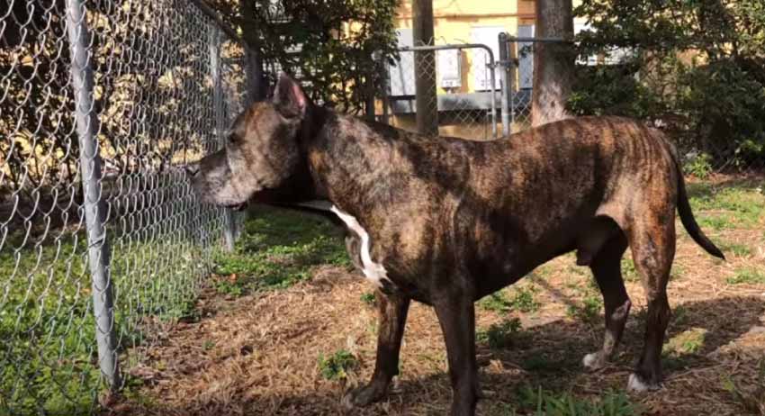 Tiger stripe brindle pitbull