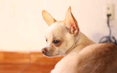 Chihuahua Pug Mix Puppy | Black | Full grown | Chiweenie | Long Haire