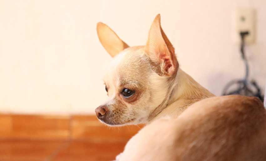 Chihuahua Pug Mix Puppy | Black | Full grown | Chiweenie | Long Haire