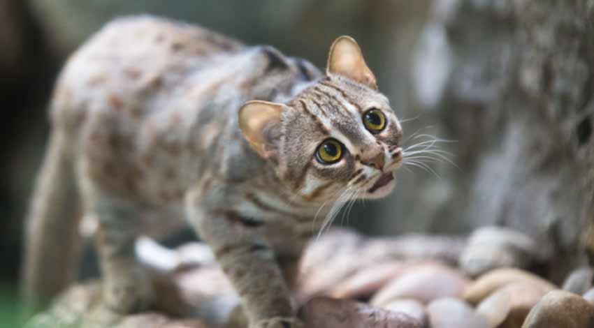 Rusty Spotted Cat