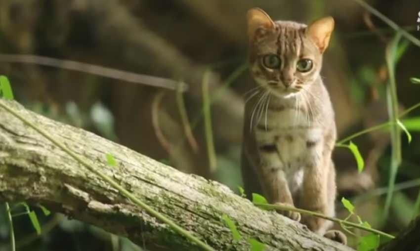 Rusty Spotted Cat 