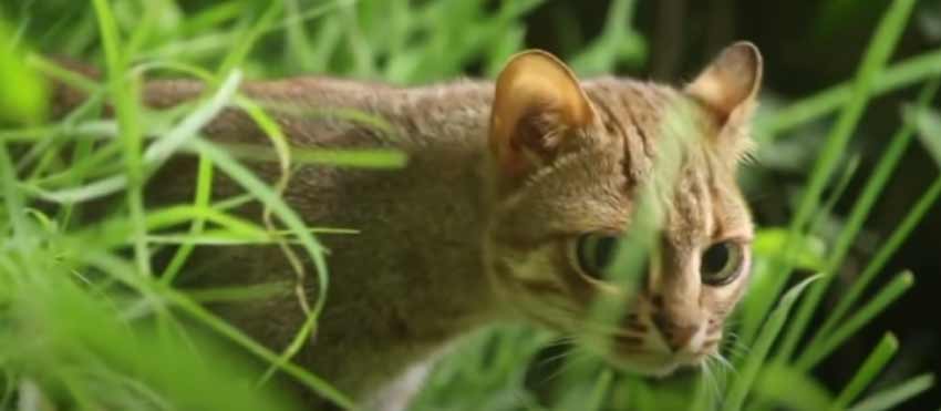 Rusty Spotted Cat 