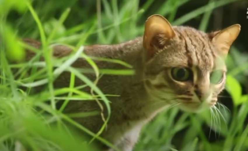 Rusty Spotted Cat 