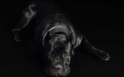 Panther Black Pitbull | Terrier | Hulk | Mastiff | Muscular All Puppy