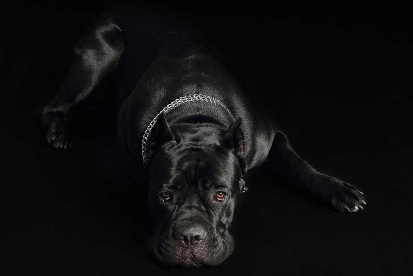 Panther Black Pitbull | Terrier | Hulk | Mastiff | Muscular All Puppy