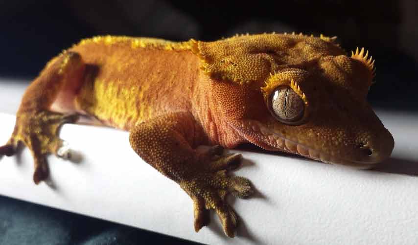 Crested Gecko