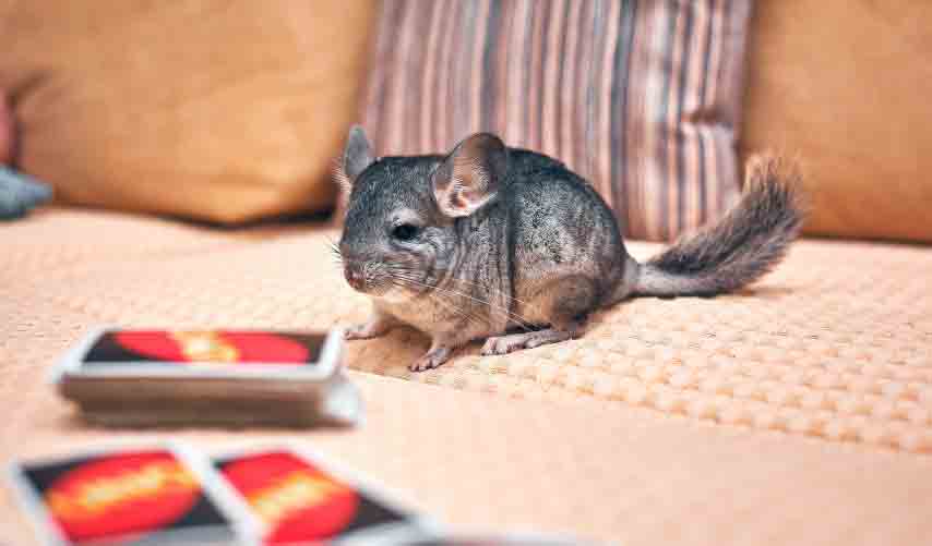 Can Chinchillas Eat Carrots