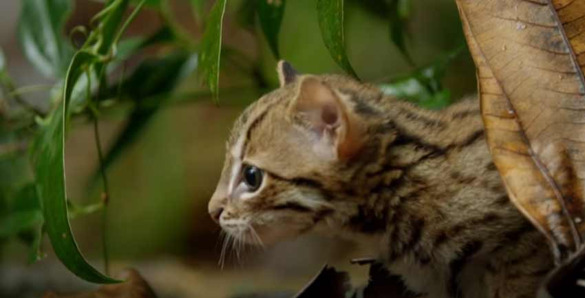Rusty Spotted Cat 